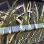 Marsh Reed