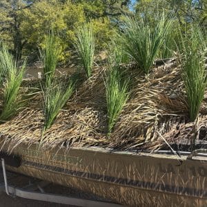 Gator Grass - Image 3