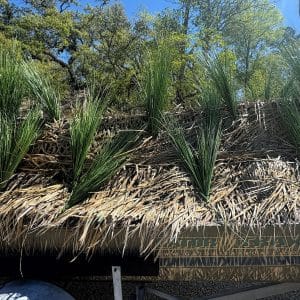 Gator Grass - Image 4