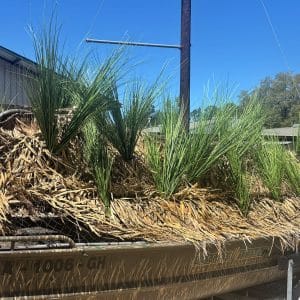 Gator Grass - Image 5